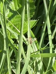 Toxomerus marginatus