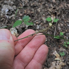 Carex virescens