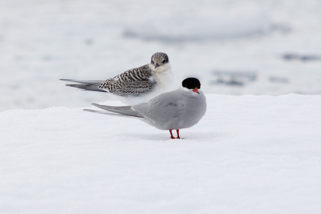 Antarctic Tern photo