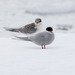 Antarctic Tern - Photo (c) greglasley, some rights reserved (CC BY-NC), uploaded by Greg Lasley