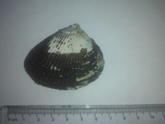 Anadara tuberculosa
