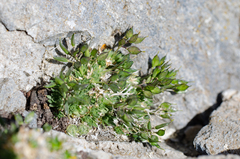 Draba aizoides aizoides