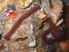 Leodice torquata