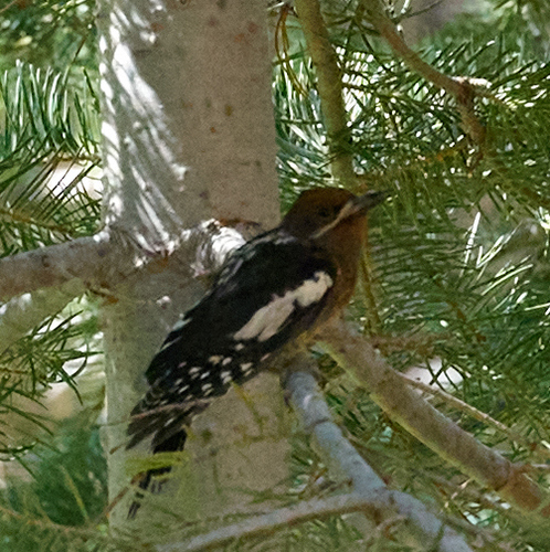 iNaturalist observation photo of Red-breasted Sapsucker
