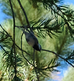iNaturalist observation photo of Mountain Chickadee