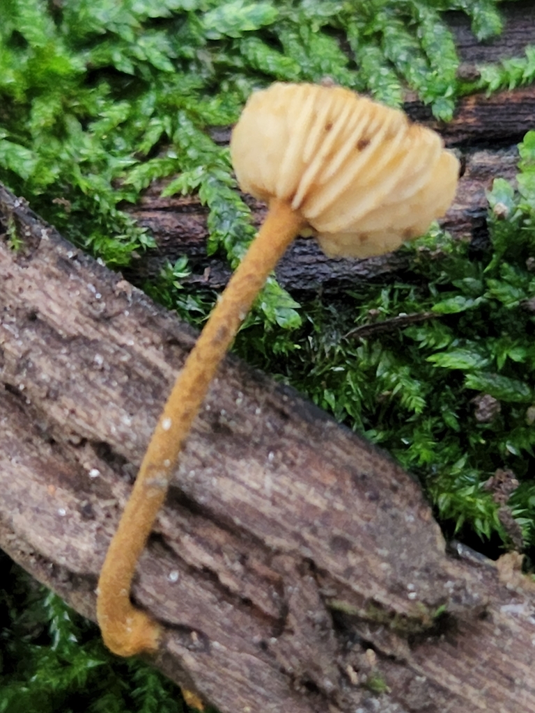 Agaricineae from Stoney Creek Township, IN, USA on August 14, 2022 at ...