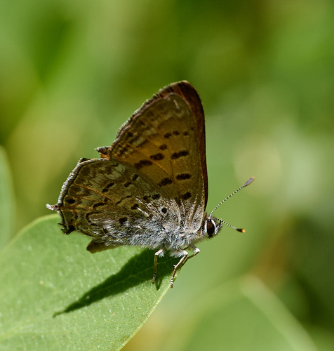 iNaturalist observation photo of Tailed Copper