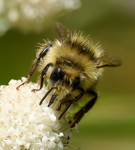iNaturalist observation photo of Nearctic Bumble Bee