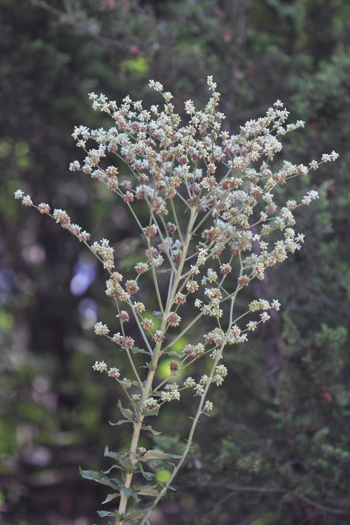 Longleaf Buckwheat (ANC Plants) · iNaturalist
