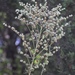 Harper's Buckwheat - Photo (c) Sunny Fleming, some rights reserved (CC BY-NC), uploaded by Sunny Fleming