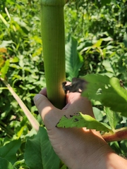 Cephalaria litvinovii
