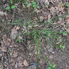 Carex virescens