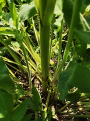 Cephalaria litvinovii