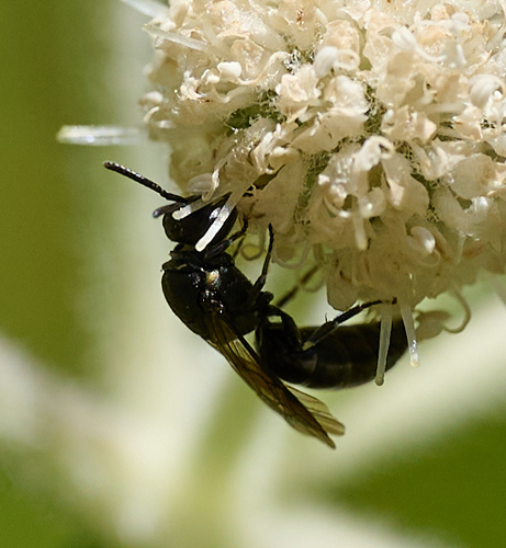 iNaturalist observation photo of Masked Bees