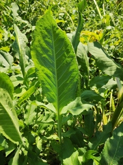 Cephalaria litvinovii
