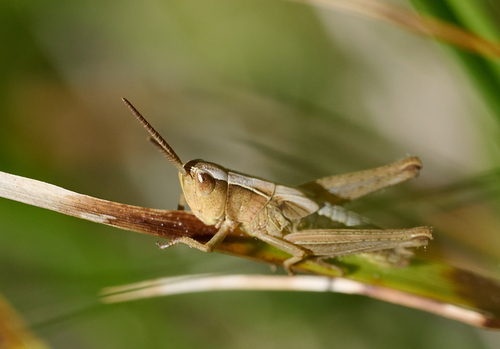 iNaturalist observation photo of Marsh meadow grasshopper