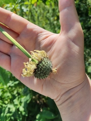 Cephalaria litvinovii