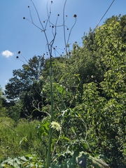 Cephalaria litvinovii