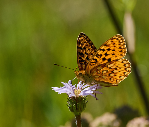 iNaturalist observation photo of Mormon Fritillary