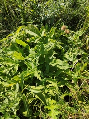 Cephalaria litvinovii