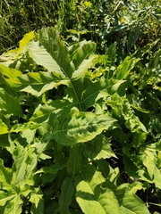 Cephalaria litvinovii