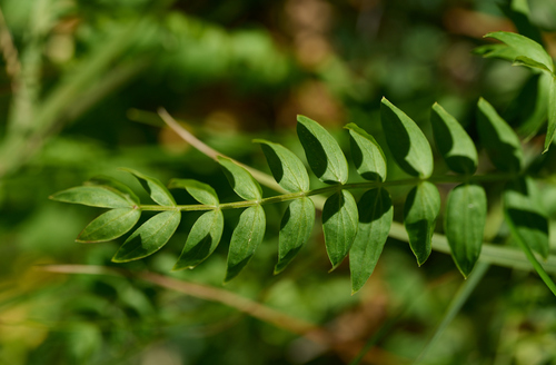 Great Sky Pilot foliage