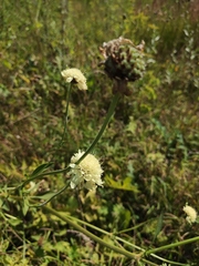 Cephalaria litvinovii