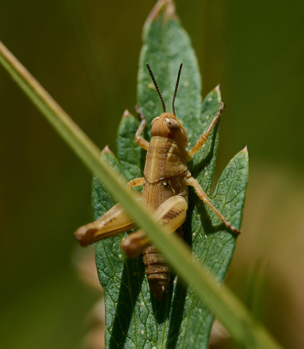 iNaturalist observation photo of Short-horned Grasshoppers