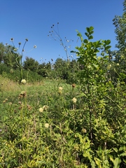 Cephalaria litvinovii