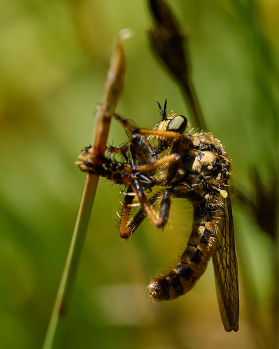 iNaturalist observation photo of Schizophoran Flies