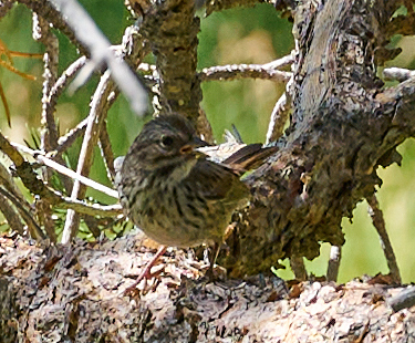 iNaturalist observation photo of Song Sparrow