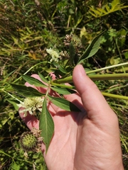 Cephalaria litvinovii