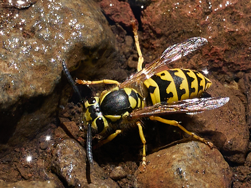 iNaturalist observation photo of Western Yellowjacket