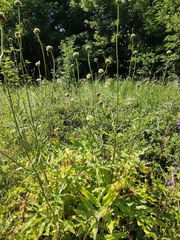 Cephalaria litvinovii