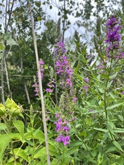 Lythrum salicaria