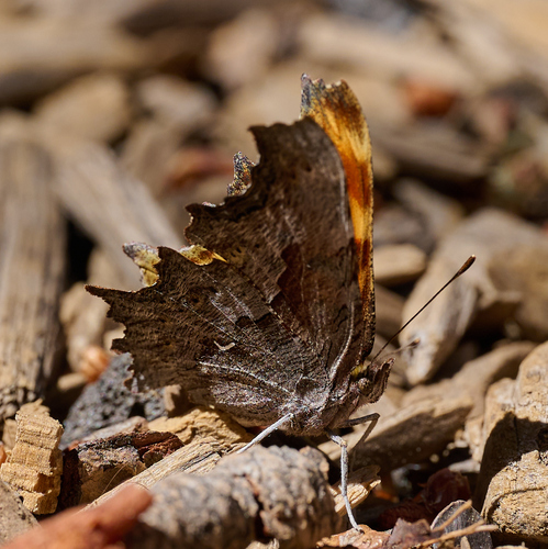 iNaturalist observation photo of Hoary Comma