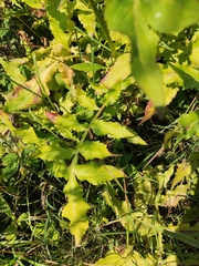Cephalaria litvinovii
