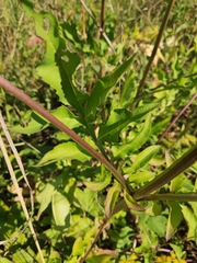 Cephalaria litvinovii
