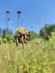 Cephalaria litvinovii