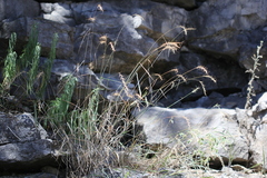 Elymus svensonii