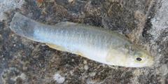 Fundulus grandis