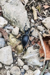 Otiorhynchus vehemens