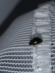 Scymnus rubromaculatus