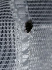 Scymnus rubromaculatus