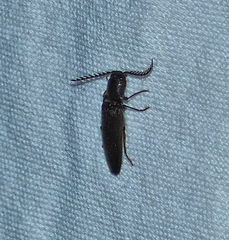 Dicrepidius corvinus