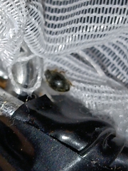 Scymnus rubromaculatus