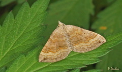 Scotopteryx chenopodiata