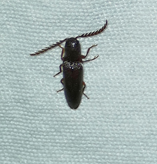 Dicrepidius corvinus