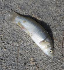 Fundulus grandis