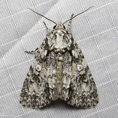 Acronicta marmorata